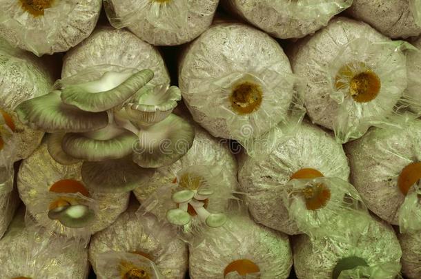 蘑菇教养:蘑菇仙女