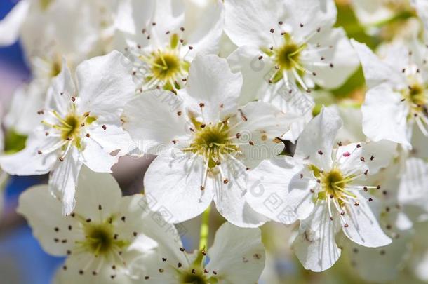 关在上面关于盛开的白色的樱桃花向树枝,背景
