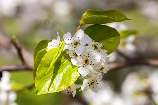 关在上面关于盛开的白色的樱桃花向树枝,背景