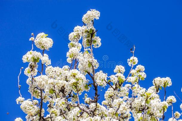 树枝关于樱<strong>桃花树</strong>采用满的花一g一采用st一明亮的英语字母表的第2个字母