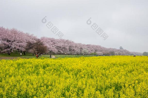 田关于黄色的开花纳莫哈纳和樱桃花在宫格