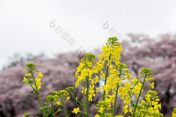 田关于黄色的开花纳莫哈纳和樱桃花在<strong>宫格</strong>