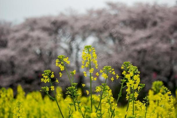 田关于黄色的开花纳莫哈纳和樱桃花在<strong>宫格</strong>