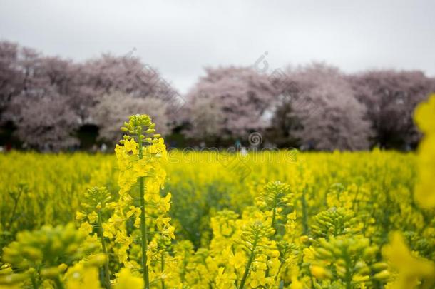 田关于黄色的开花纳莫哈纳和樱桃花在宫格