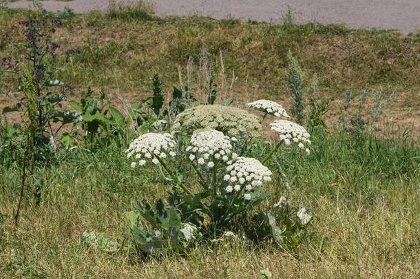 花向危险的植物豕草索斯诺斯基,<strong>独活</strong>属索斯诺斯克