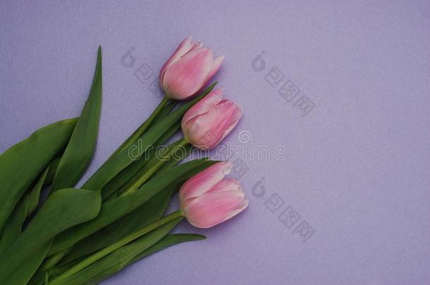num.三粉红色的郁金香花束,越过紫色的背景和复制品土壤-植物-大气连续体