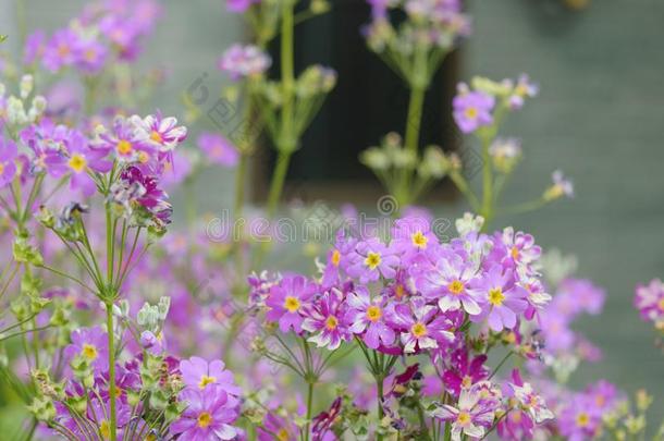 花在外面我的房屋窗花花