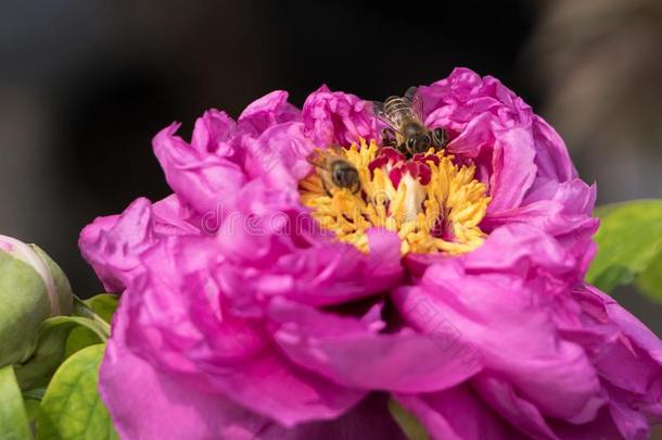 蜜蜂收割指已提到的人中心关于一粉红色的一nd黄色的花