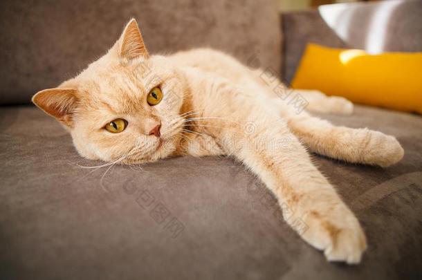 红色的不列颠的猫说谎向指已提到的人沙发.一宠物和一极快乐的f一ce.