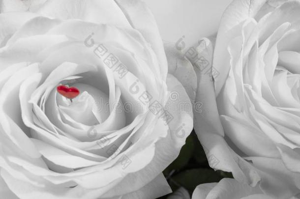 白色的微妙的和美丽的玫瑰,软的集中.<strong>女装</strong>假日.