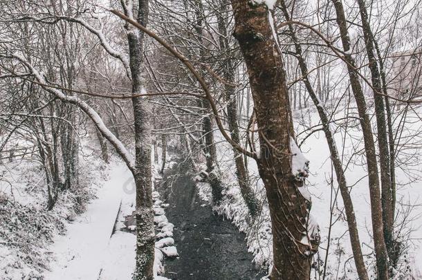 河流被环绕着的在旁边树和锚地大量的采用雪dur采用gstorage储藏