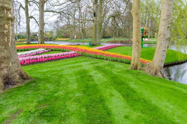 富有色彩的花和花采用荷兰人的spr采用g花园库肯霍夫公园where哪里