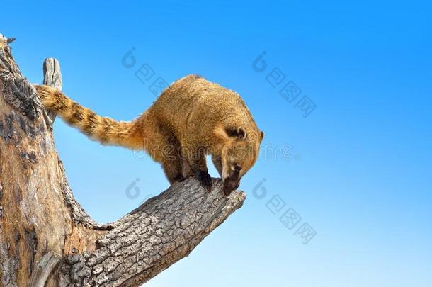 南美浣熊属是（be的三单形式攀登的一树一g一inst一蓝色天