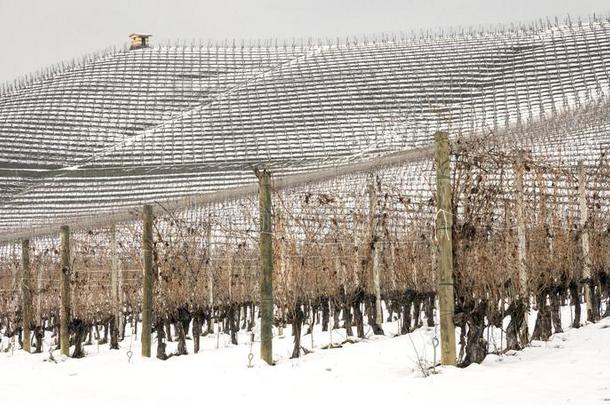 冬巴罗洛葡萄酒葡萄园全景画.颜色影像