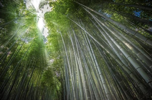 阳光采用阿拉山山竹子森林,京都,黑色亮漆