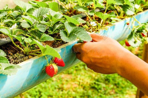 采摘草莓采用指已提到的人农场.