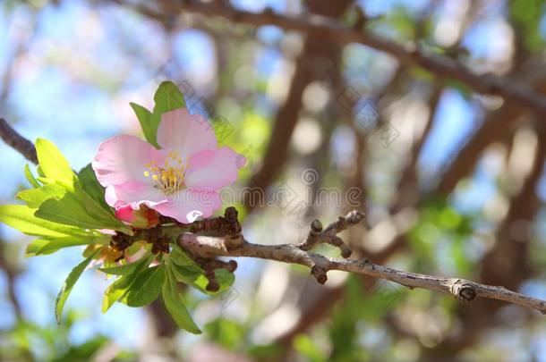 背景关于春季白色的樱<strong>桃花树</strong>.精心选择的集中