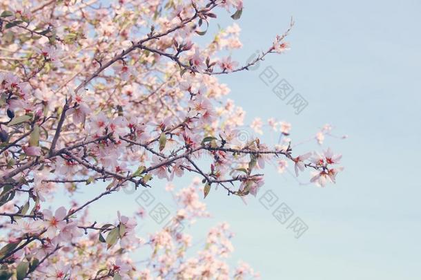 背景关于春季白色的樱<strong>桃花树</strong>.精心选择的集中