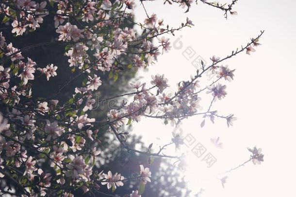 背景关于春季白色的樱桃花树.精心选择的集中