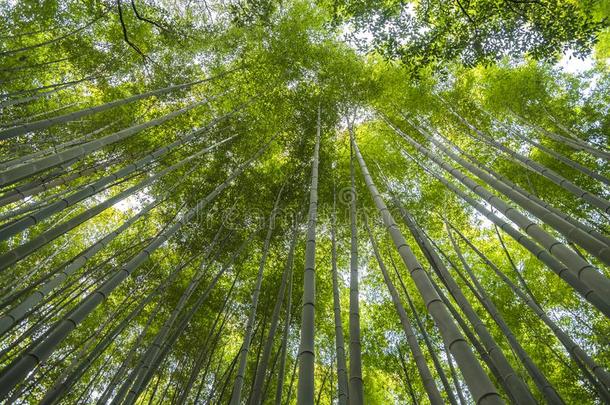 阿拉山山竹子森林采用京都黑色亮漆