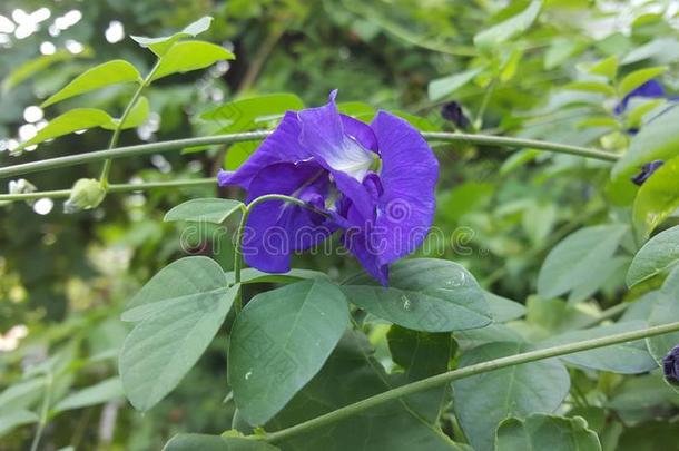 蓝色花藤.豌豆花s