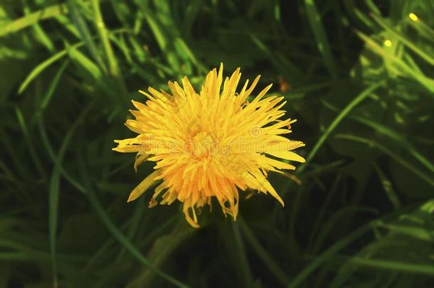 黄色的蒲公英,野生的花