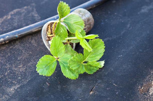 草莓刚出芽的幼苗事先准备好的为种植