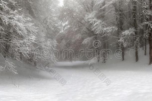 雪-大量的森林小路,被照明的在旁边一天.背景