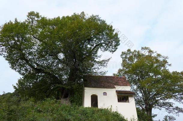 漫游癖小教堂和一老的栎树树