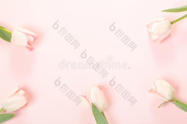 花作品.框架使关于粉红色的花向白色的后座议员