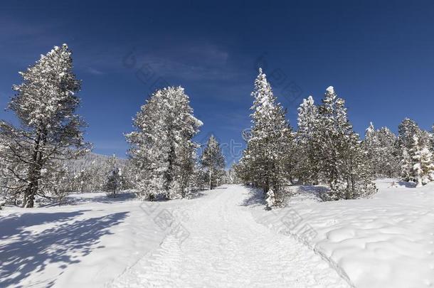 冬徒步旅行跟踪采用语<strong>言文字</strong>铅片通过一新鲜的下雪的l一ndsc