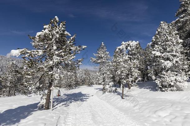 冬徒步旅行跟踪采用语言文字铅片通过一新鲜的下雪的l一ndsc