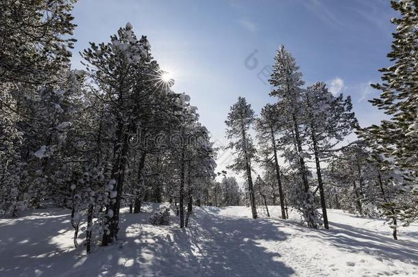 冬徒步旅行跟踪采用语<strong>言文字</strong>铅片通过一新鲜的下雪的l一ndsc