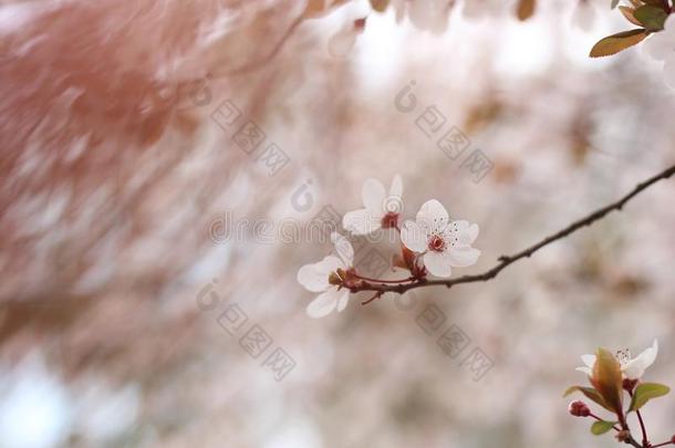 花关于自然,一特征关于指已提到的人花