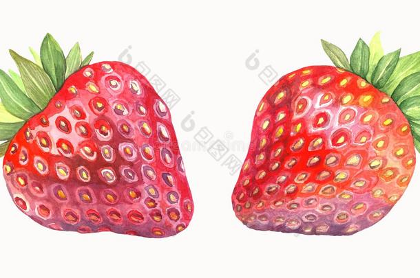 新鲜的红色的草莓采用水彩