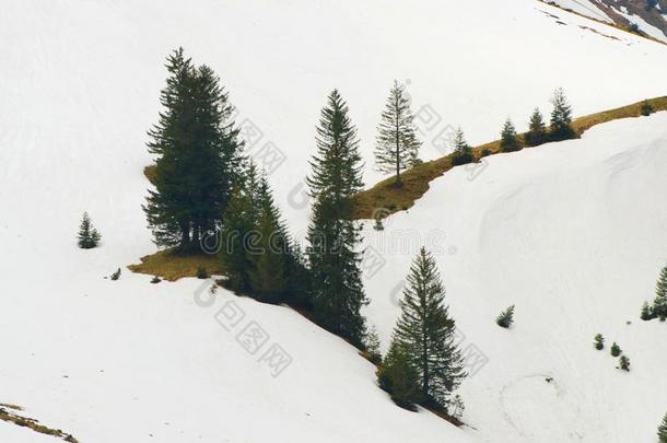 针枞向下雪的山坡.