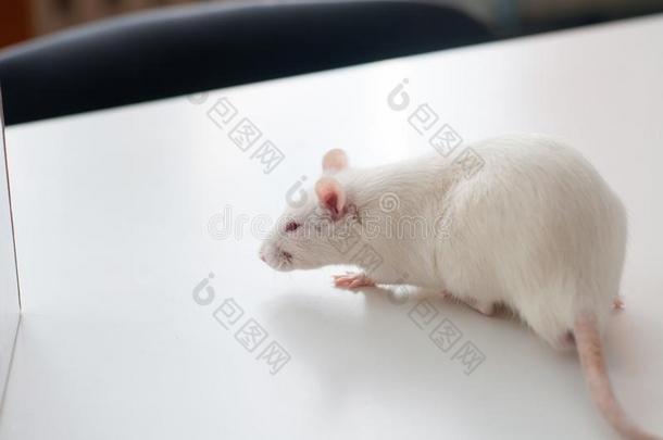白色的实验室大老鼠向白色的背景