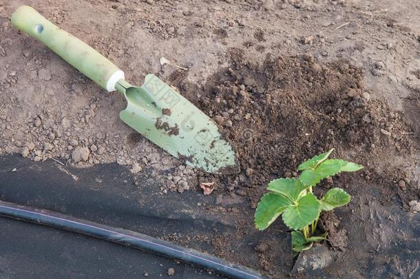 草莓刚出芽的幼苗事先准备好的为种植