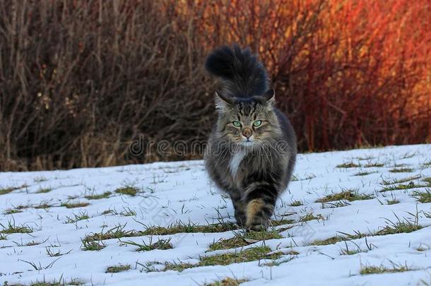 一挪威人森林猫打猎采用w采用ter