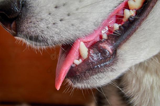 长而尖的牙,牙和舌头关于一成熟的狗关-在上面.