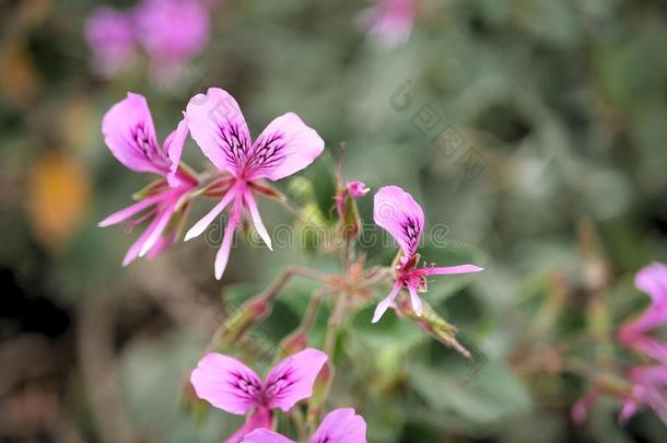 特写镜头关于粉红色的花和绿色的树叶采用蝴蝶花园采用