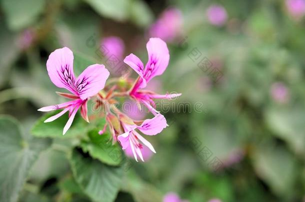 特写镜头关于粉红色的花和绿色的树叶采用蝴蝶花园采用