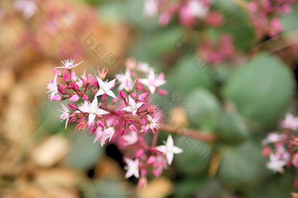 特写镜头关于粉红色的花和绿色的树叶采用蝴蝶花园采用