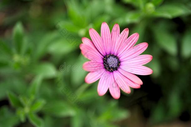 特写镜头关于粉红色的花和绿色的树叶采用蝴蝶花园采用