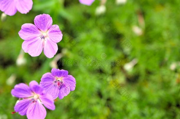 特写镜头关于紫色的花和绿色的树叶采用蝴蝶花园