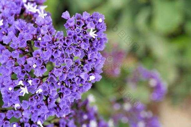 特写镜头关于紫色的花和绿色的树叶采用蝴蝶花园