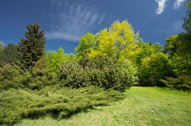 绿色的树和灌木采用春季花园.花园设计,<strong>园林景观</strong>