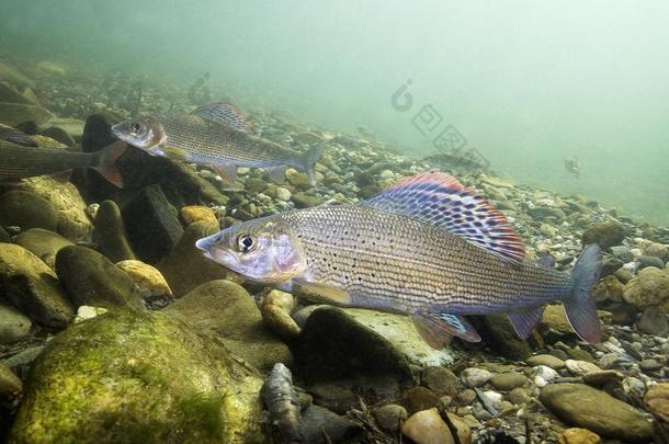 河鳟北极茴鱼北极茴鱼在水中的摄影