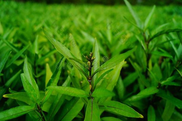 绿色的植物的叶子关于小的树刚出芽的幼苗采用绿色的腰带