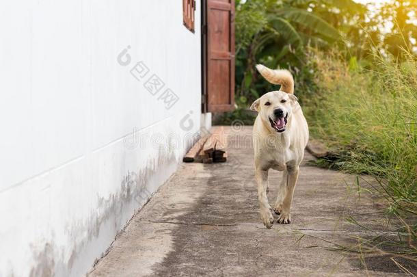 ThaiAirwaysInternational泰航国际白色的狗跑步家.